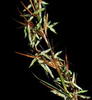 Subtribe Andropogoninae and Anthistiriinae (Poaceae) in Thailand